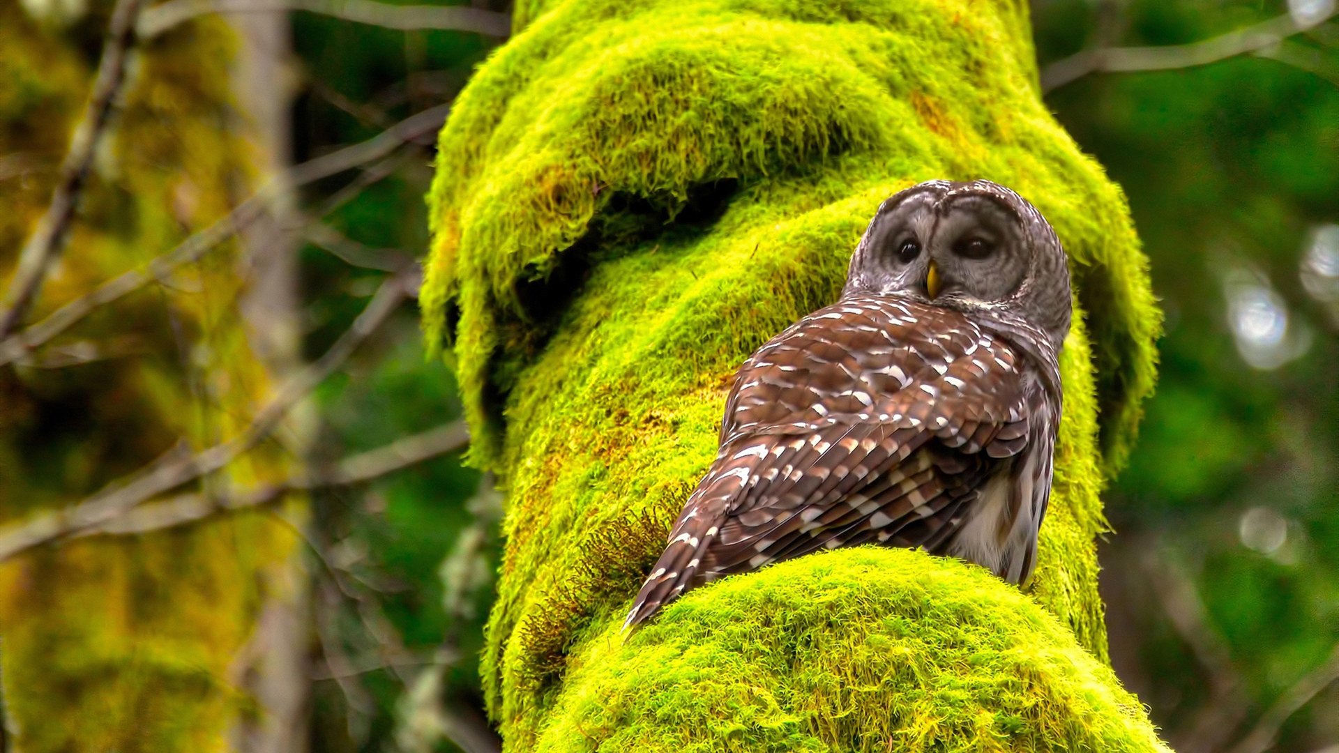 恩佐之夜,一记世界波点燃的绿茵交响诗